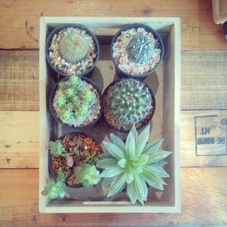 Cactus in tableの素材