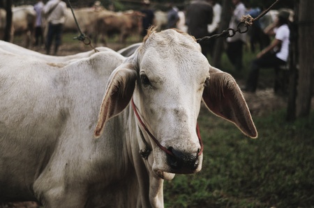 Thailand local cow 