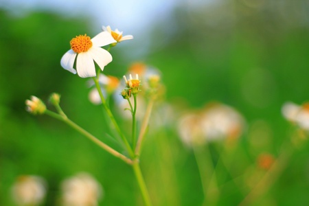 Flower in green meadの素材