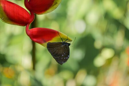 A Butterfly from the Philippines, shot in Bohol Island nearby a Forest. Yellow and Black Butterfly sitting on a red colored Flower.の写真素材