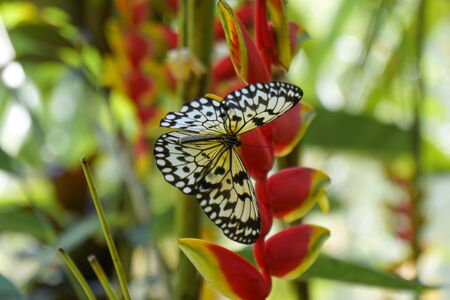 A Butterfly from the Philippines, shot in Bohol Island nearby a Forest. Yellow and Black Butterfly sitting on a red colored Flower.の写真素材