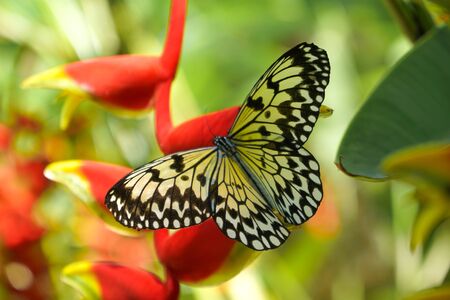 A Butterfly from the Philippines, shot in Bohol Island nearby a Forest. Yellow and Black Butterfly sitting on a red colored Flower.の写真素材