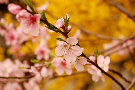 Cherry flower and yellow jasmine blossom in springの写真素材
