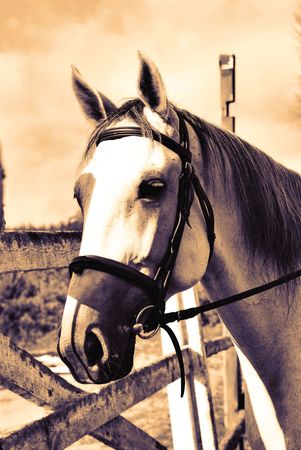Close up shot of a stallion at a horse farmの写真素材