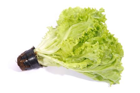 Vegetable, lettuce leafs isolated on white backgroundの写真素材