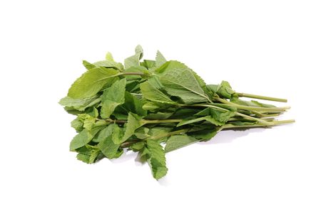 Fresh leafs of mint over white backgroundの写真素材