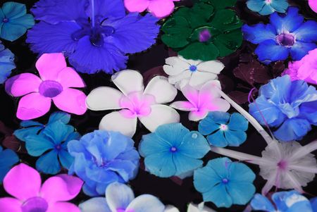 Exotic flowers tropocal in waterの写真素材