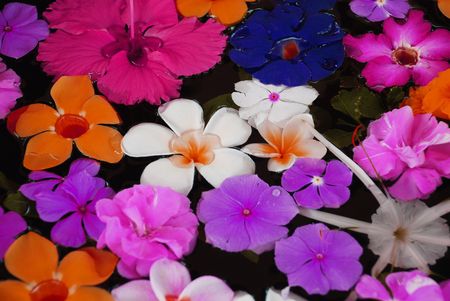 Exotic flowers tropocal in waterの写真素材