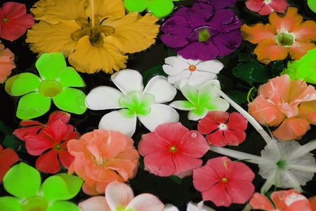 Exotic flowers tropocal in waterの写真素材