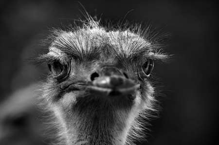 portrait of the head of an ostrich looking at youの写真素材
