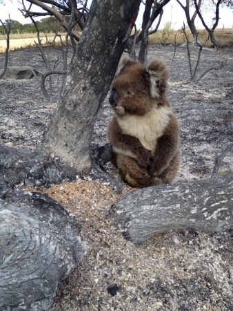 Lucky koala in bush fireの素材