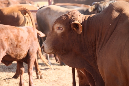 cattleの写真素材