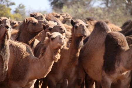 camelsの写真素材