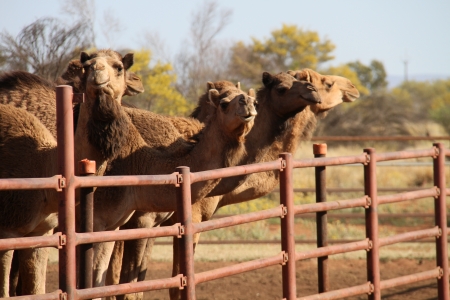 camels in yardの写真素材