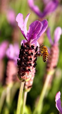 bee on a lavender flower