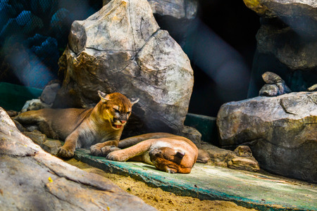 Bangkok, Thailand- May 14th 2017:Puma's courting in a zoo in Thailandのeditorial素材