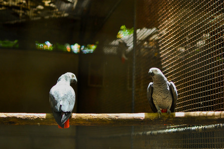 Bangkok, Thailand- May 14th 2017: Species of parrot in Thailand zooのeditorial素材