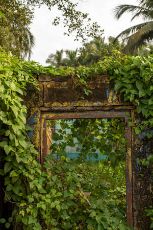 Old rusty door with green leaves on the background of palm trees.の写真素材