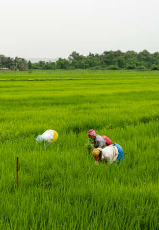 Farmer working in the rice field. Rice cultivation in India.