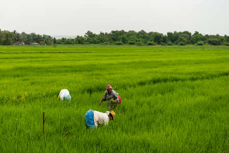 Rice farmers are working in the rice fields in the countryside.の写真素材