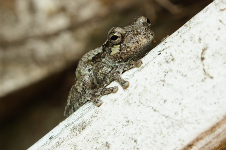 Tiny Treefrog on a Rail Landscape