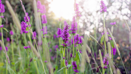 Medical herb salvia at dawn