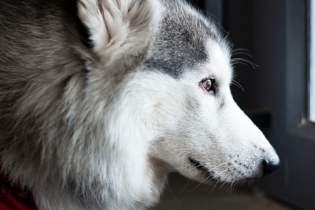 Close up on brown eye of dog