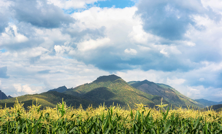 Sweet corn fram and mountain on background in cloudy day.の写真素材