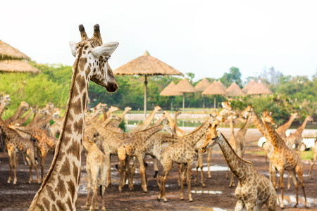 Giraffe leader looking and protect group of giraffes at yardの写真素材
