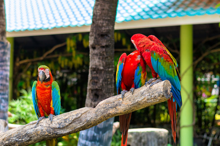 Couple parrot birds kissing and another one jealousing on same branch