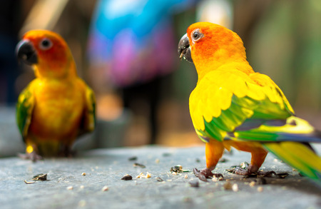 Parrot bird stood on brown old trunk with blur backgroundの写真素材