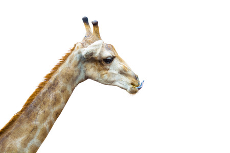 Isolated picture of young giraffe standingの写真素材