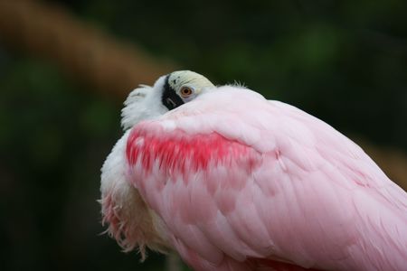 Spoonbill Roseateの写真素材