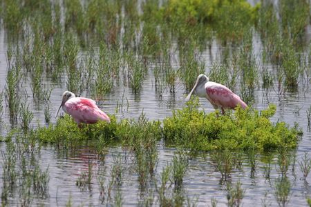 Spoonbill Roseatesの写真素材