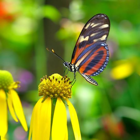 Butterfly on a Flower