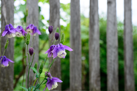 Old wooden fence with aquilegiaの写真素材