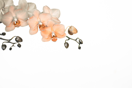 Orchid branche in surreal colors on white background with copy spaceの写真素材
