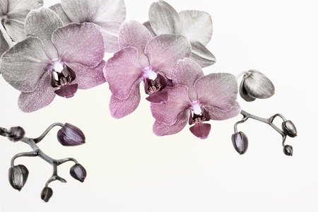 Orchid branche in surreal colors on white background with copy spaceの写真素材