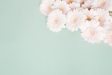 Pink fresh gerbera flowers on blue background close upの写真素材