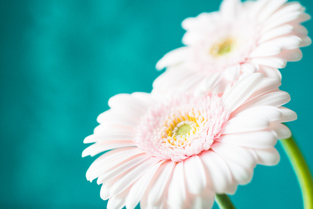 Pink fresh gerbera flowers on blue background close upの写真素材