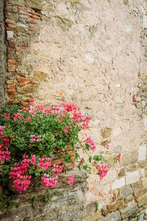 Pink flowers and bushes in front of stone wall in a village of medieval origin. Volpaia, Tuscany, Italyの写真素材