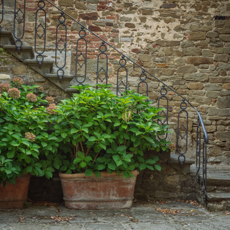 Beautiful flowers in front of stone wall in a small village of medieval origin. Volpaia, Tuscany, Italyの写真素材