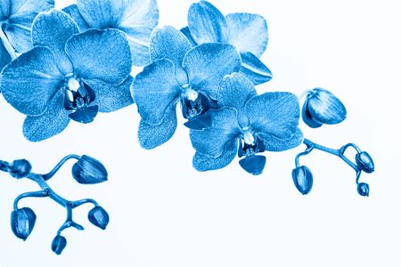 Orchid branch in blue color on white  with copy spaceの写真素材