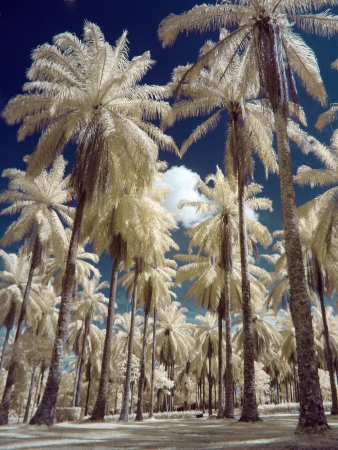 Wetland Putrajayaの写真素材