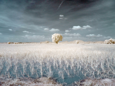Solo Tree at Telok Jamat paddy field Kedah Malaysiaの素材