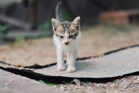Cat Portraitの素材