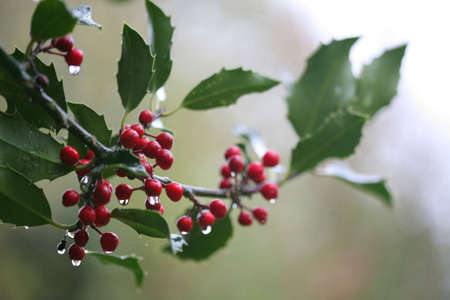 A branch of rainwet holly with red berries and raindrops