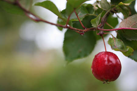 One red, ripe and rainwet apple on a branch with leaves.の写真素材