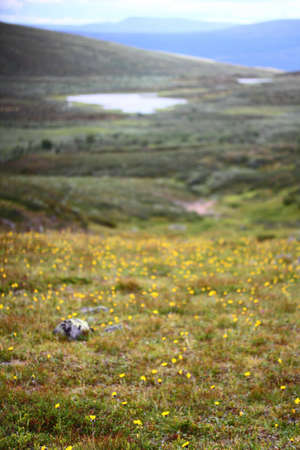 Small yellow flowers in the grass with a scenic blurred landscape as background.の写真素材