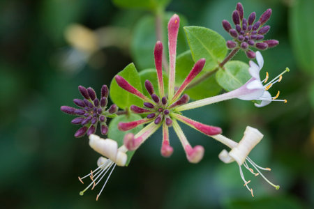 Honeysuckle (Lonicera caprifolium)の写真素材